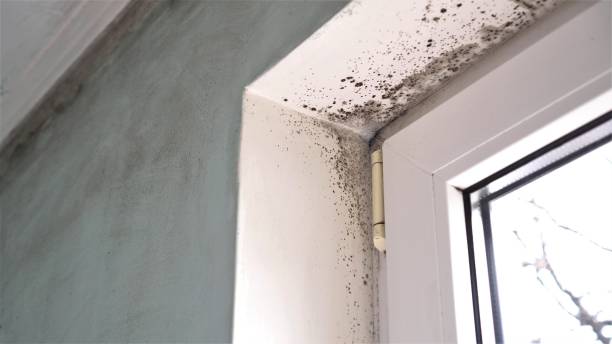 Best Mold Testing  in Hermiston, OR