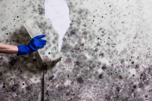 Best Best Mold Removal Companies  in Hermiston, OR